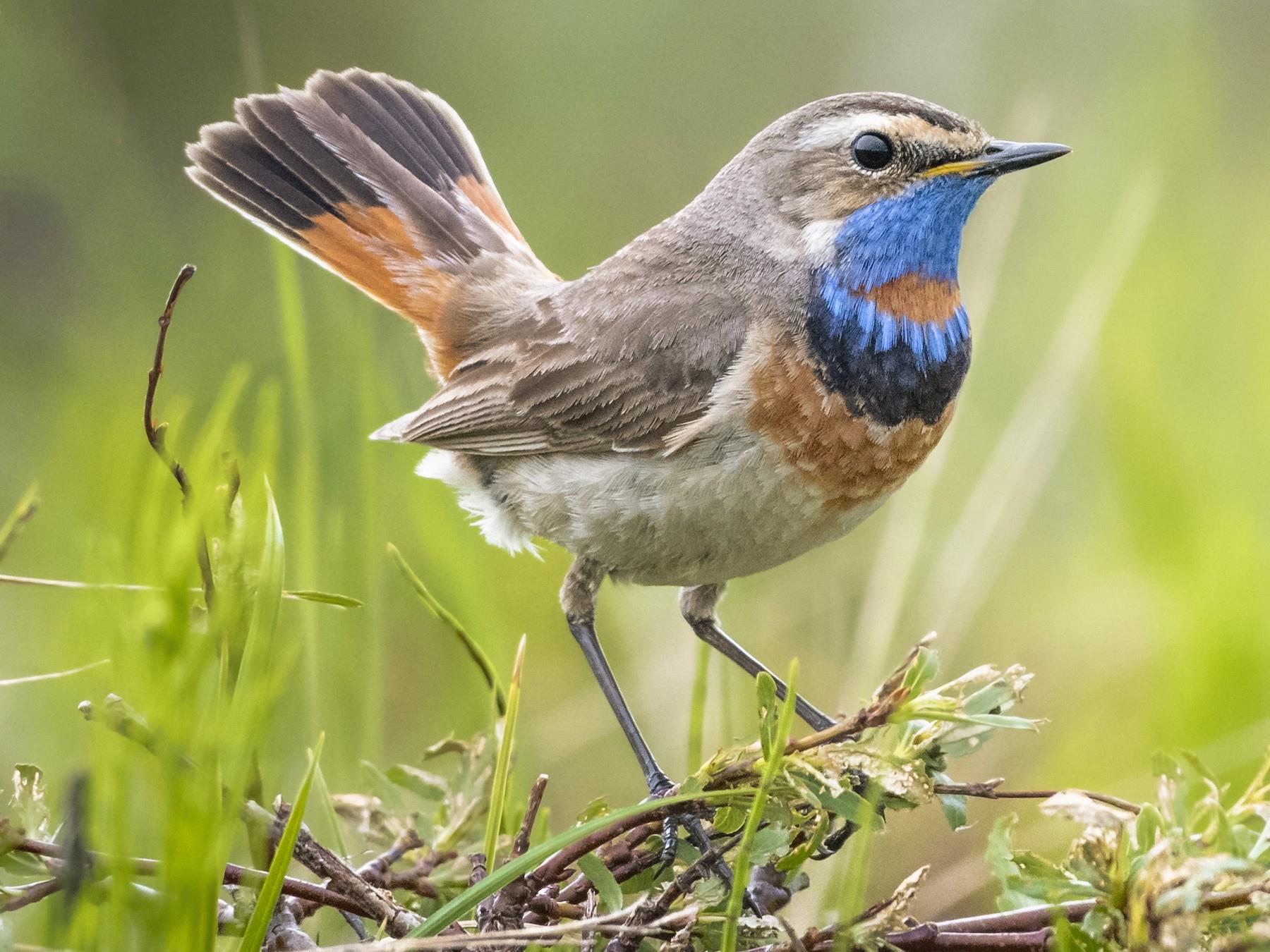 bluethroat