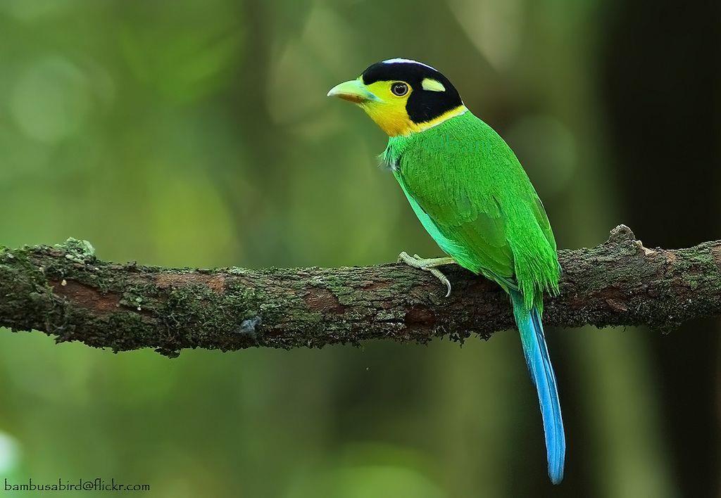 broadbill