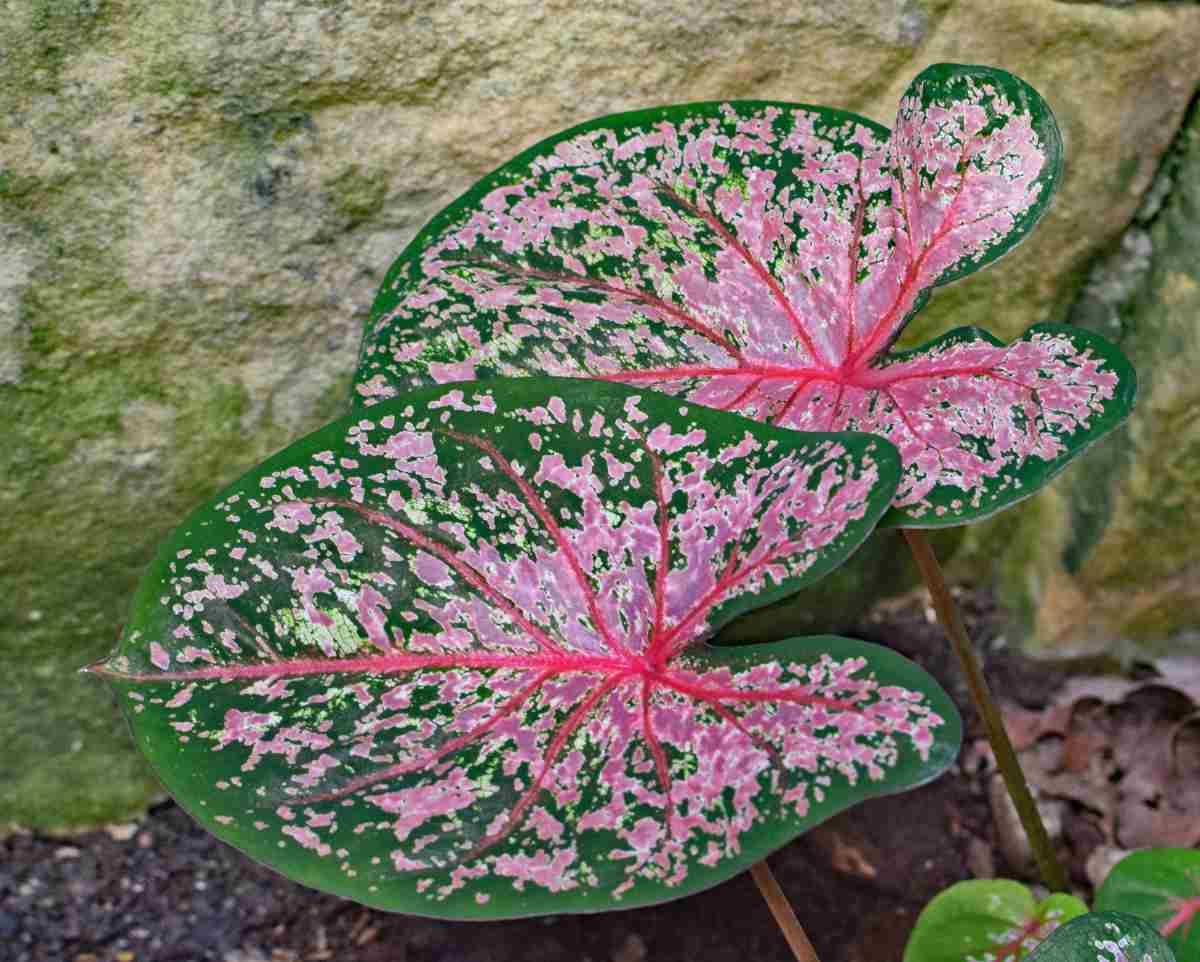 caladium