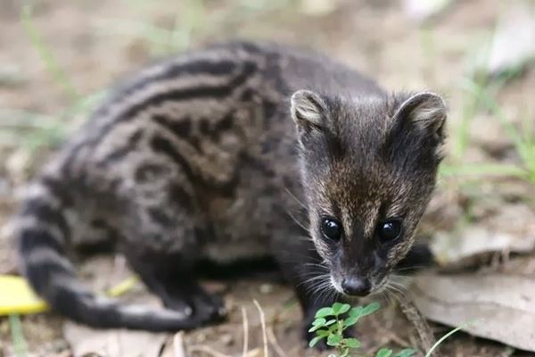 civet