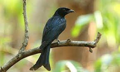 drongo