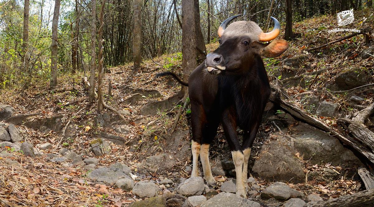 gaur