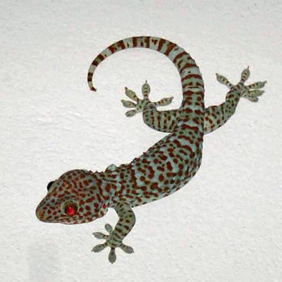 gecko