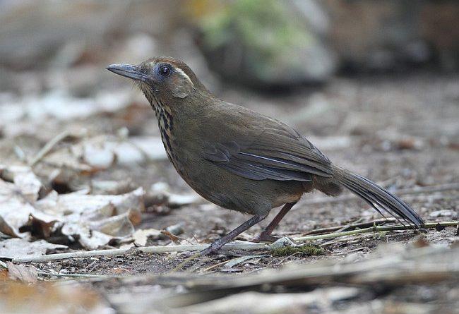 laughingthrush