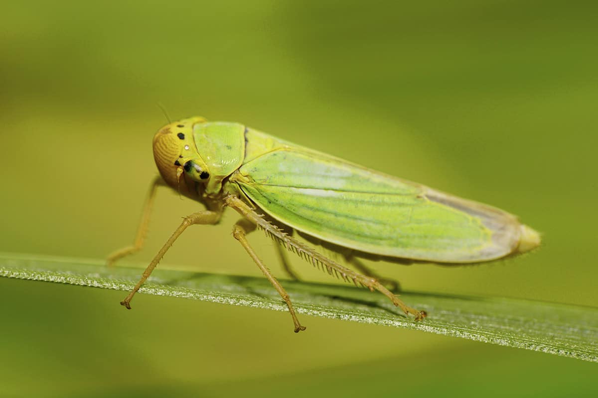 leafhopper