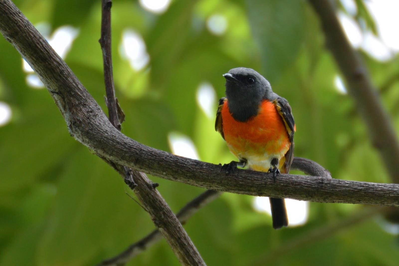 minivet