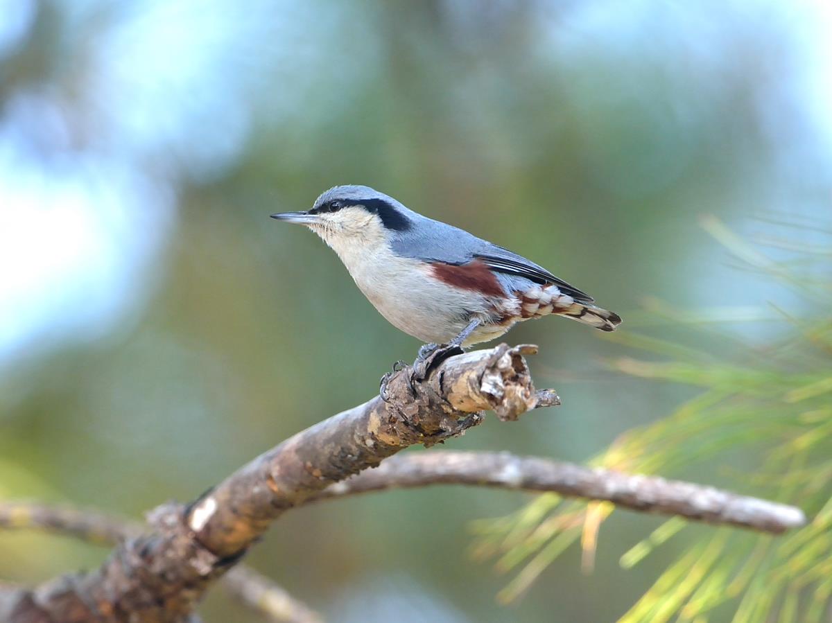 nuthatch