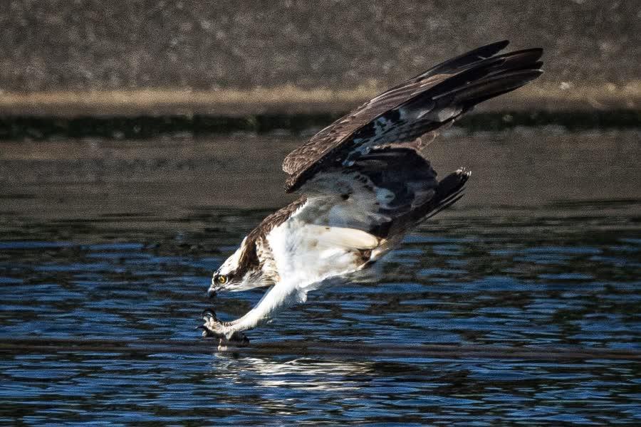 osprey