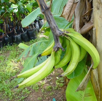 plantain