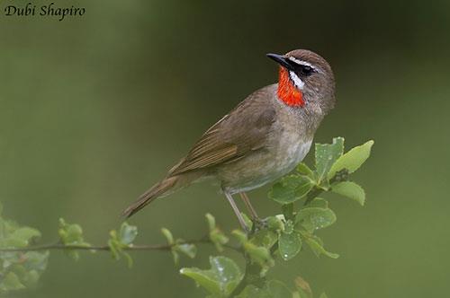 rubythroat
