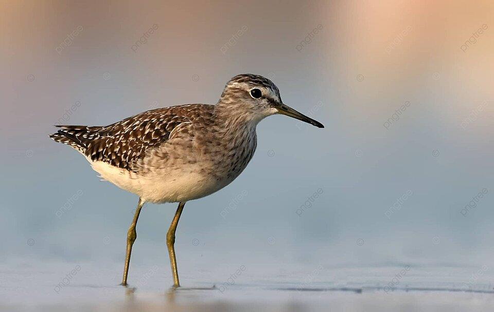sandpiper
