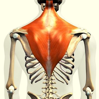 trapezius