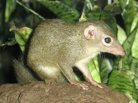 treeshrew